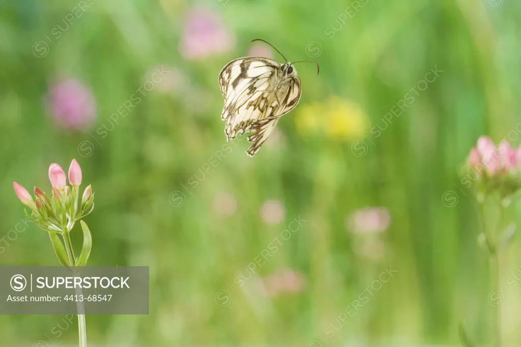 Marbled White taking off from an inflorescence France