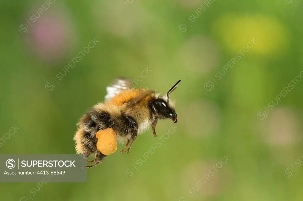 Carder Bumblebee flying carrying pollen Saône-et-Loire