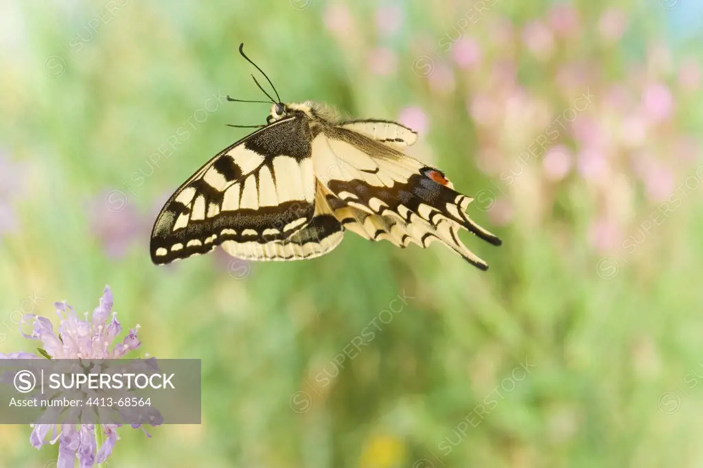 Old World Swallowtail flying in a herbaceous formation