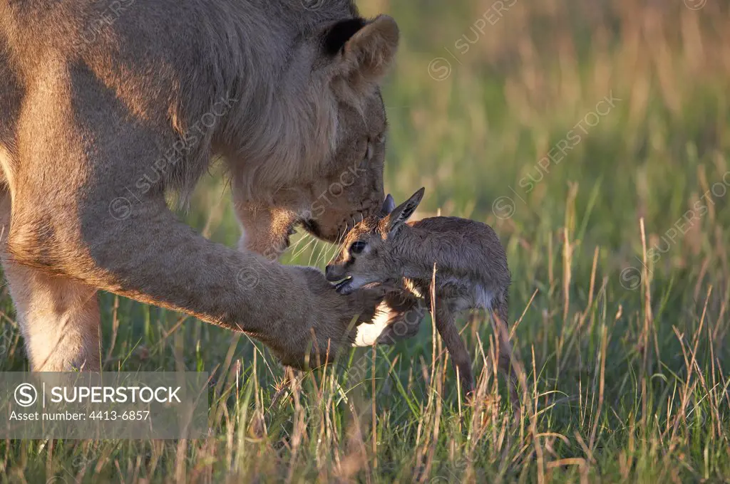 Young Lion playing with a young Gazelle Masaï Mara Kenya