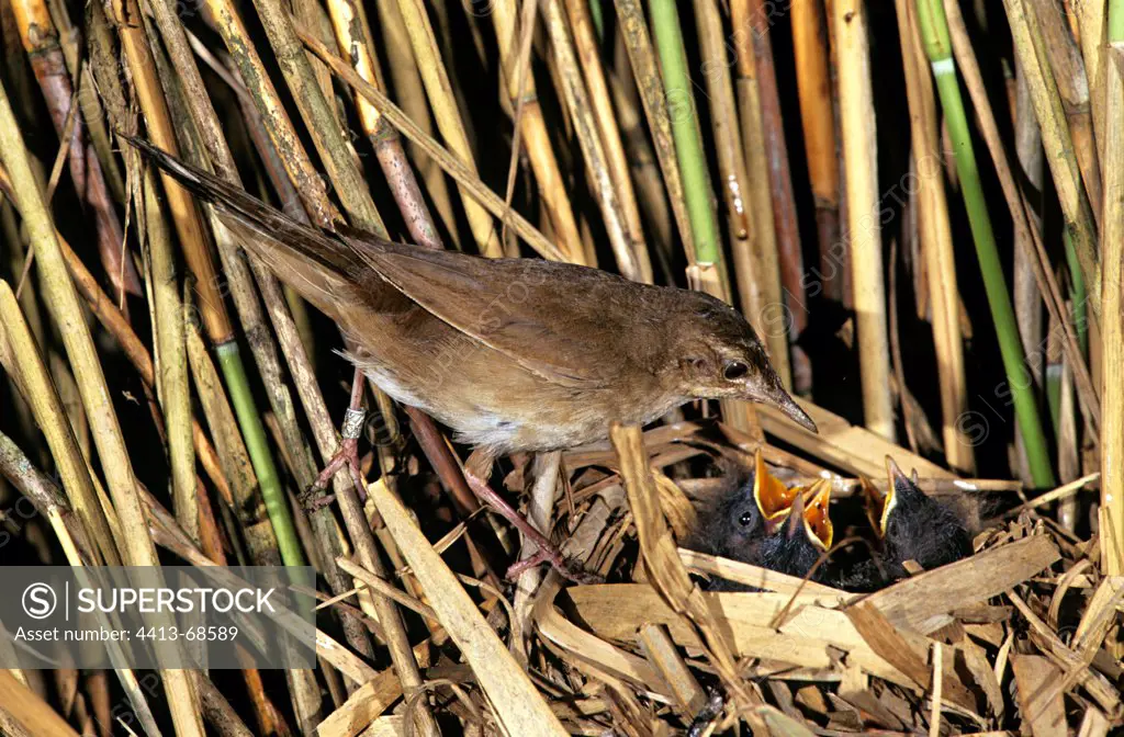 Savi's Warbler at nest and chicks in a reedbed France