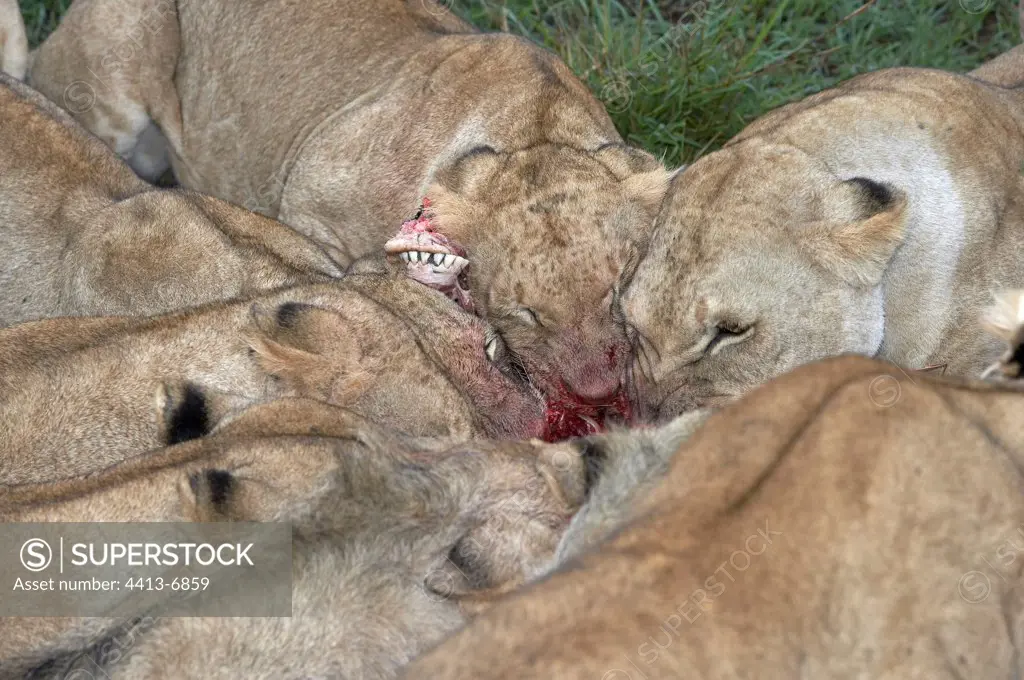Group Lionesses dividing a prey Masaï Mara Kenya
