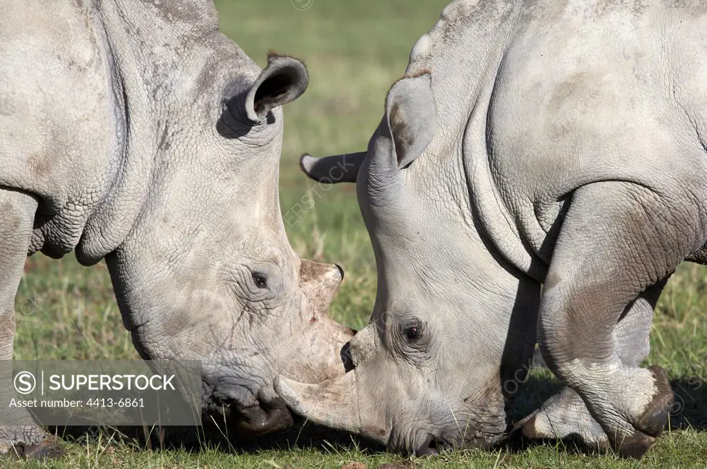 Face to face of white Rhinoceroses Nakuru Kenya