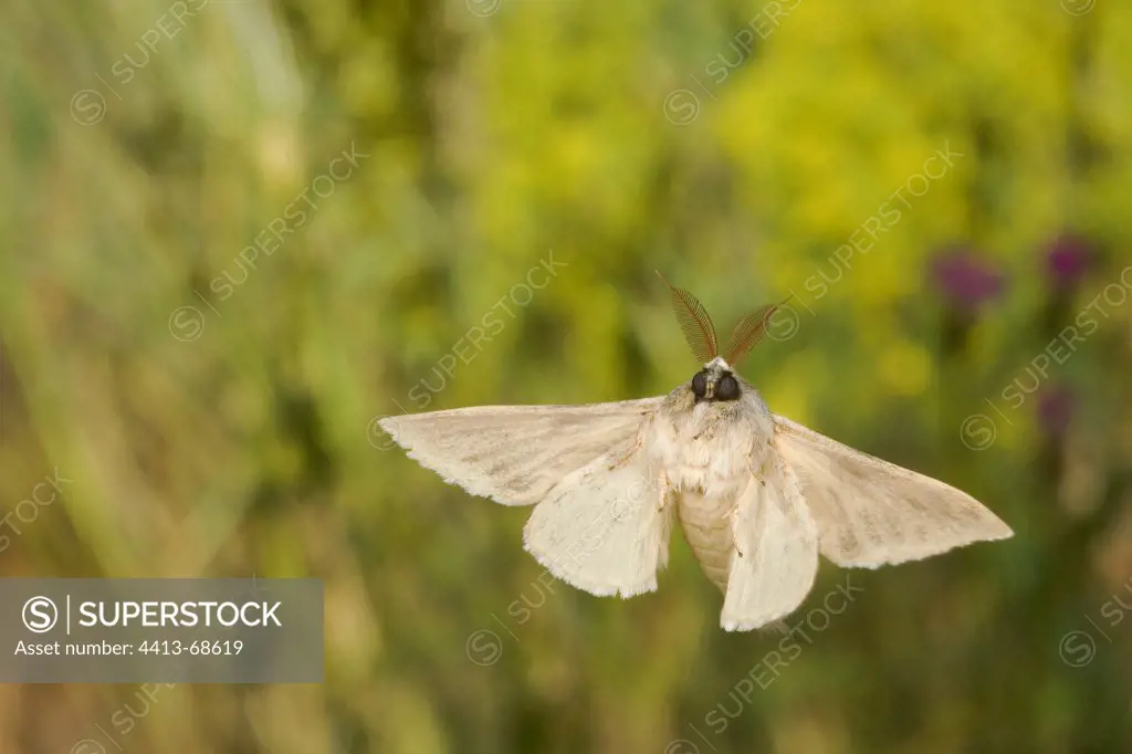 Nocturnal Butterfly flying in a herbaceous formation France