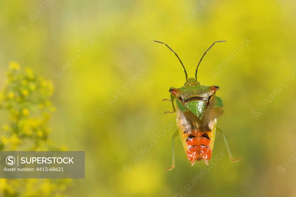 Hawthorn Shield Bug flying in a herbaceous formation France