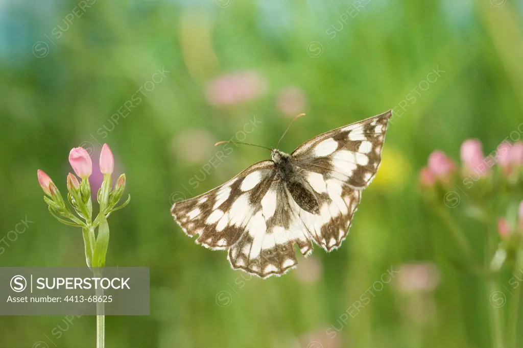 Marbled White flying in a herbaceous formation France