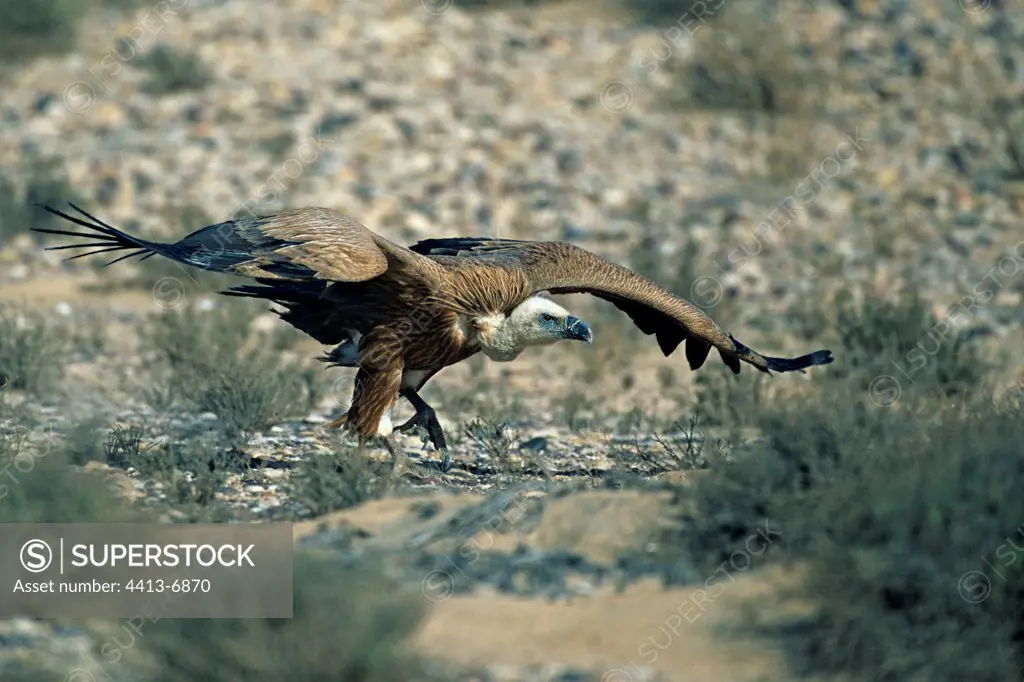 Griffon Vulture Area Sidi Akhfenir Western Sahara Morocco