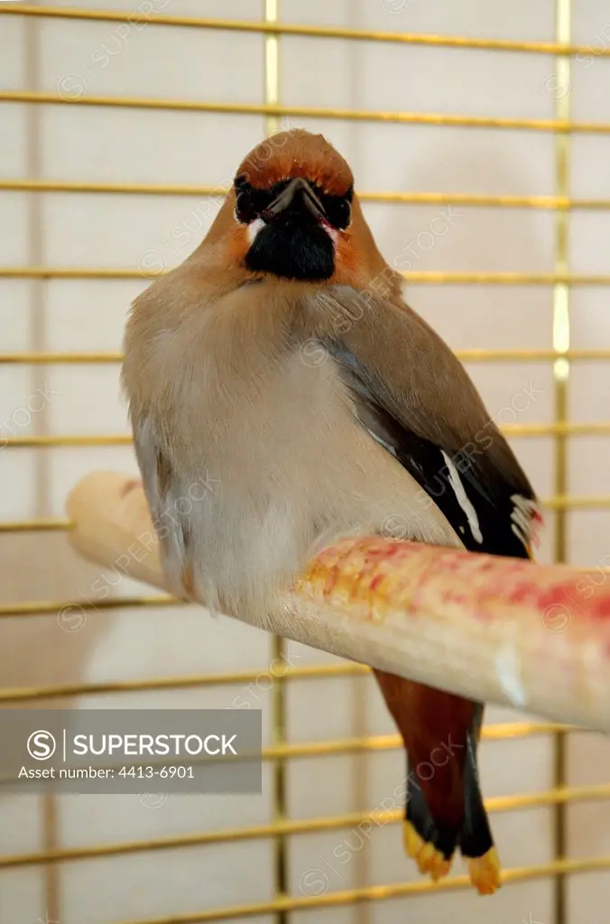 Bohemian Waxwing weakened collected and nourished