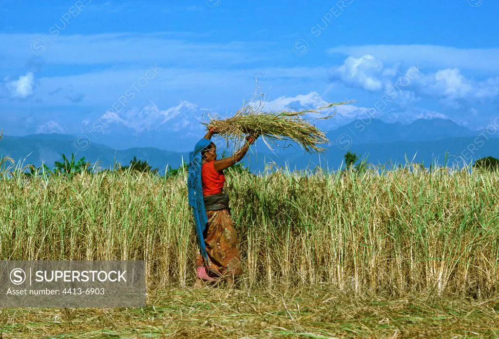 Villagers harvesting rice in Terai region Southern Nepal