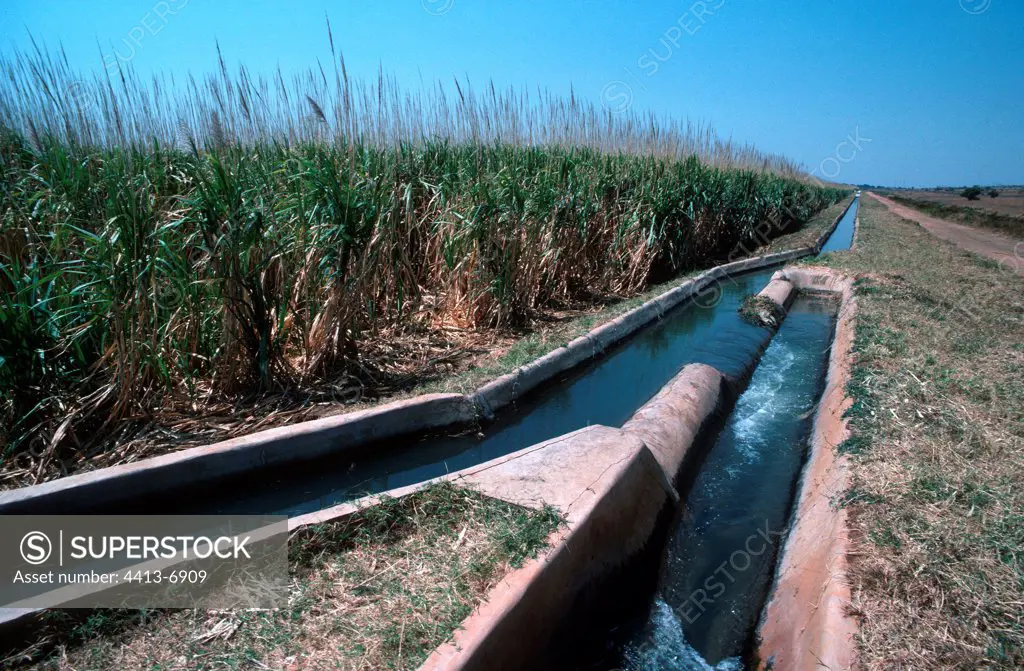 Sugar cane plantation with irrigation channels Kafue Zambia