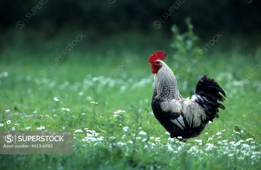 Cock Ardennaise breed in the grass Picardy France