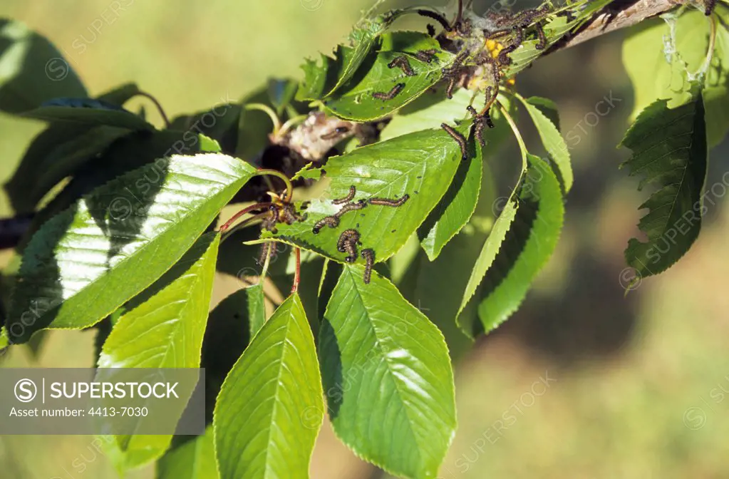 Leaves of Cherry tree parasitized by caterpillars Provence