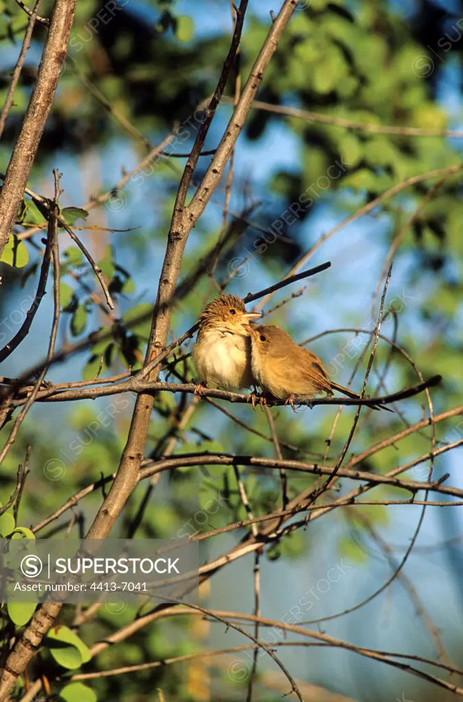 Couple of Red-backed Fairy-wren perched Gregory NP Australia