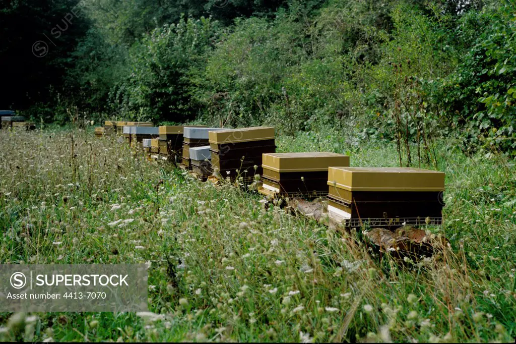 Plastic hives in a meadow Jura France