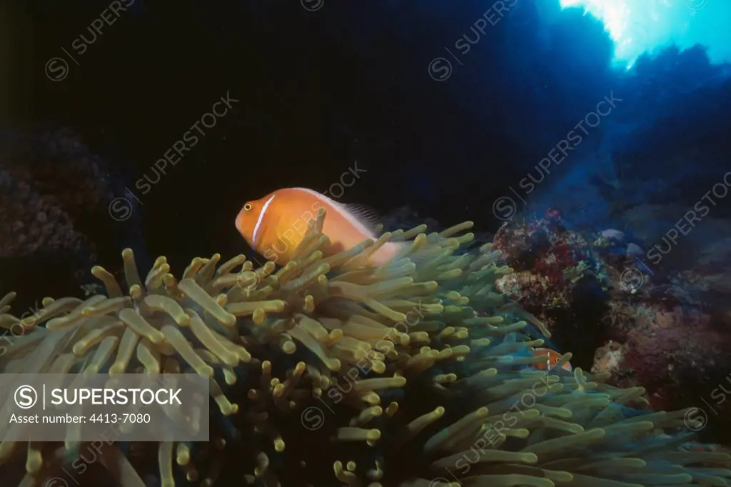 Pink Anemonefish in sea anemones Australia