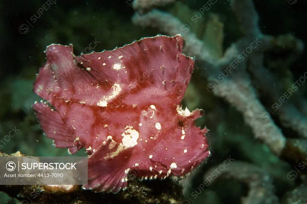 Leaf scorpionfish Mabul Malaisie