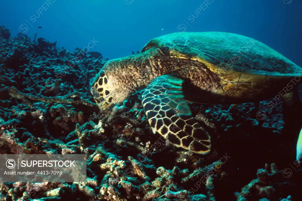 Hawksbill sea turtle eating Sipadan Island Malaysia