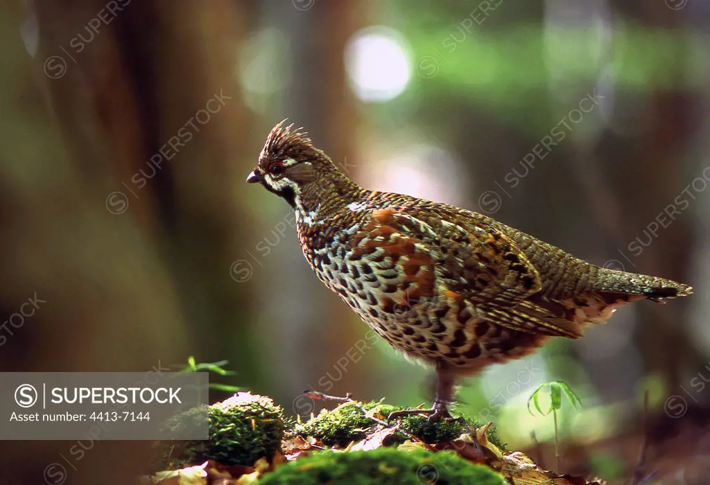 Male Hazel grouse during the parade Alps France