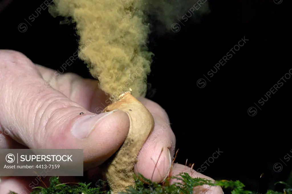 Expulsion of spores of Puffball by pressure