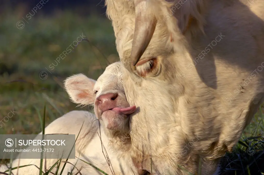 Charolaise cow and its calf after its birth