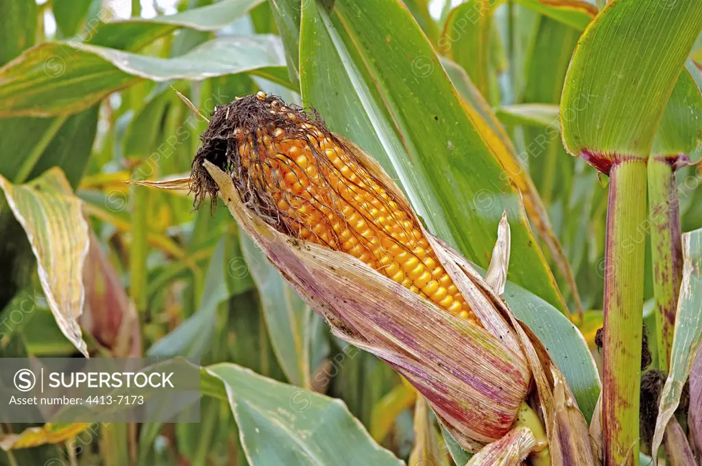 Ripe Corn ear on standing plant Val d'Oise France