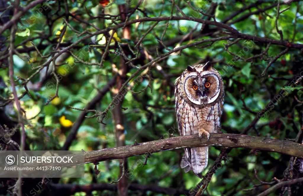 Long-eared Owl on branch Alps France
