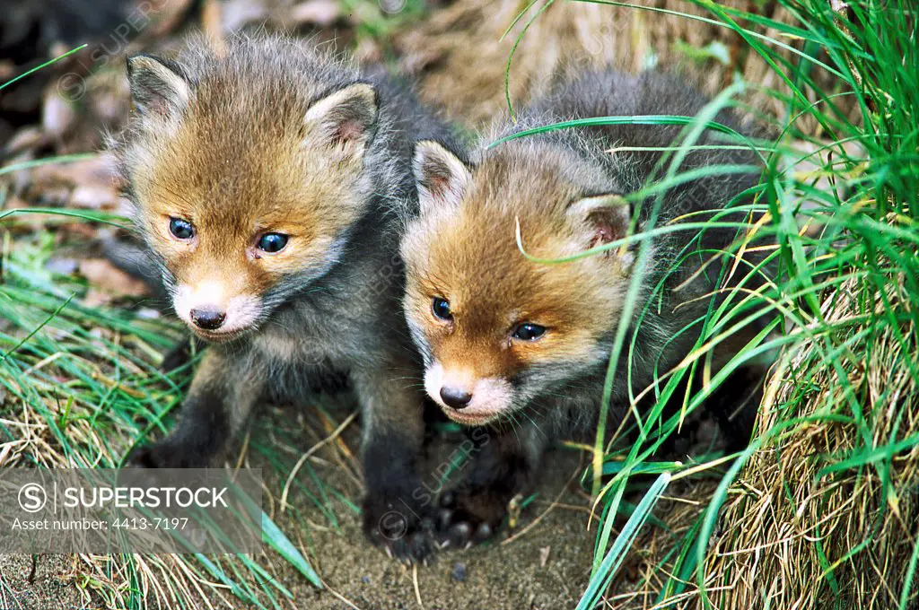 Young Red Fox few weeks old Alps France