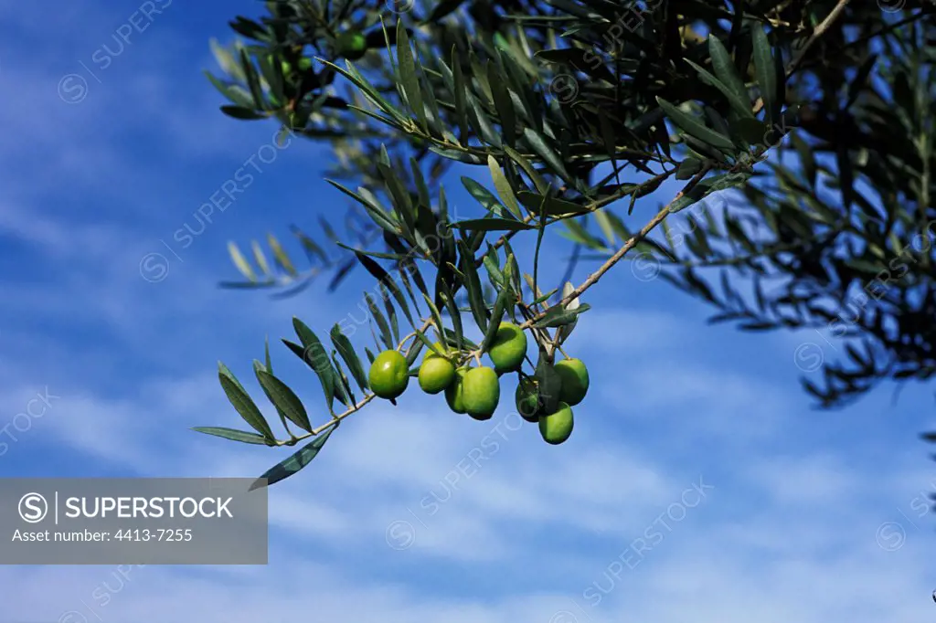Green olives in an Olive tree Alpes de Haute Provence France