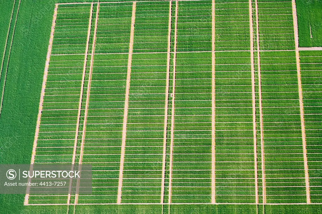 Air shot of test pieces of wheat France
