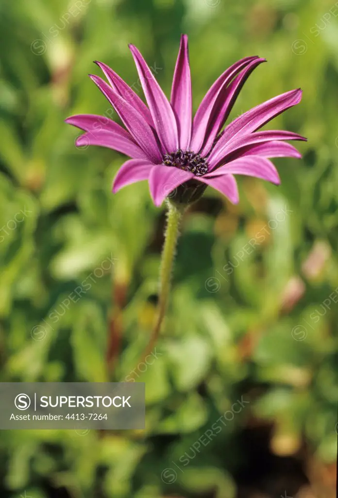 South African Daisy in flower France