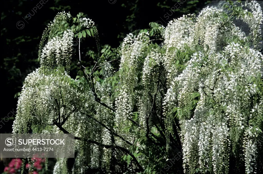 White Chinese Wisteria France