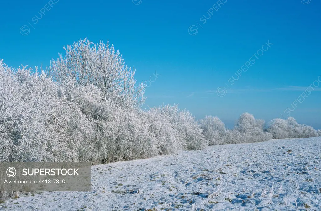 Hedge under the frost in Sion France