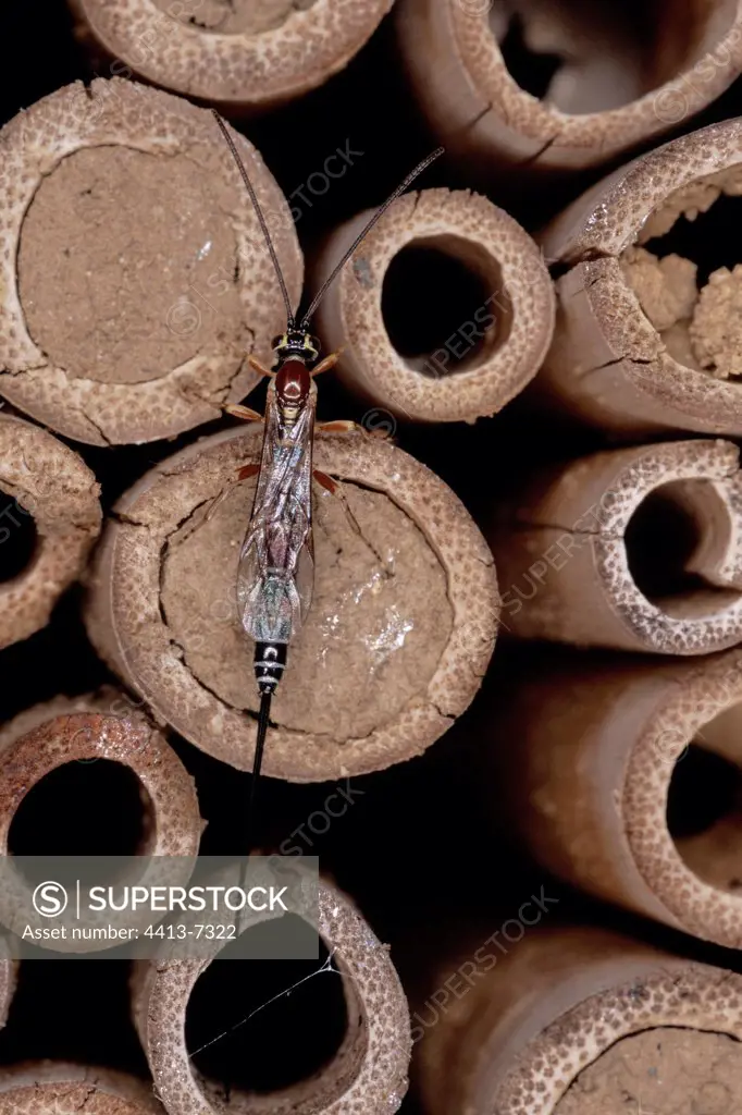 Solitary female of wasp climbing on reeds