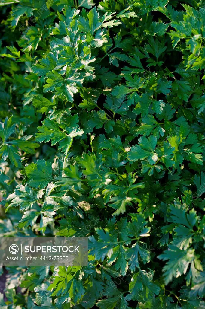 Common parsley in a kitchen garden France