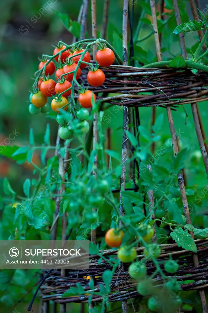 Cherry tomatoes in a kitchen garden France