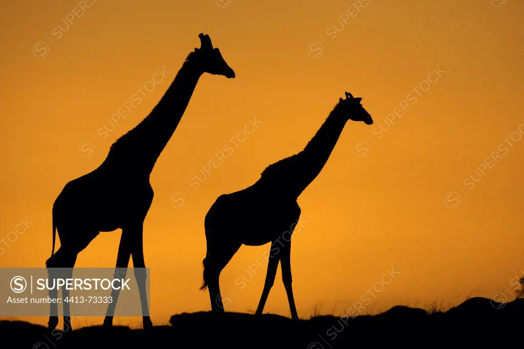 Silhouettes of Masai Giraffe at sunrise Masai MaraKenya