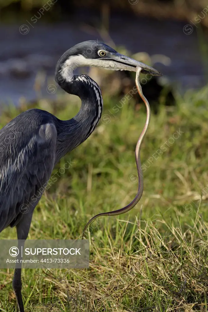 Black-headed Heron catching a snake Amboseli Kenya