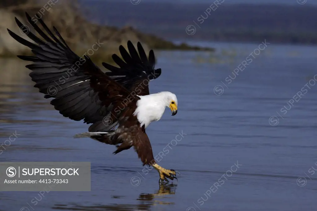 African fish eagle catching a fish Baringo Lake Kenya