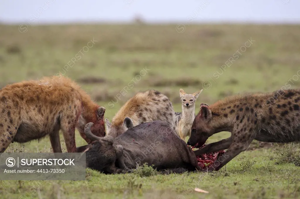 Jackal and Hyena fighting over prey Masai Mara Kenya