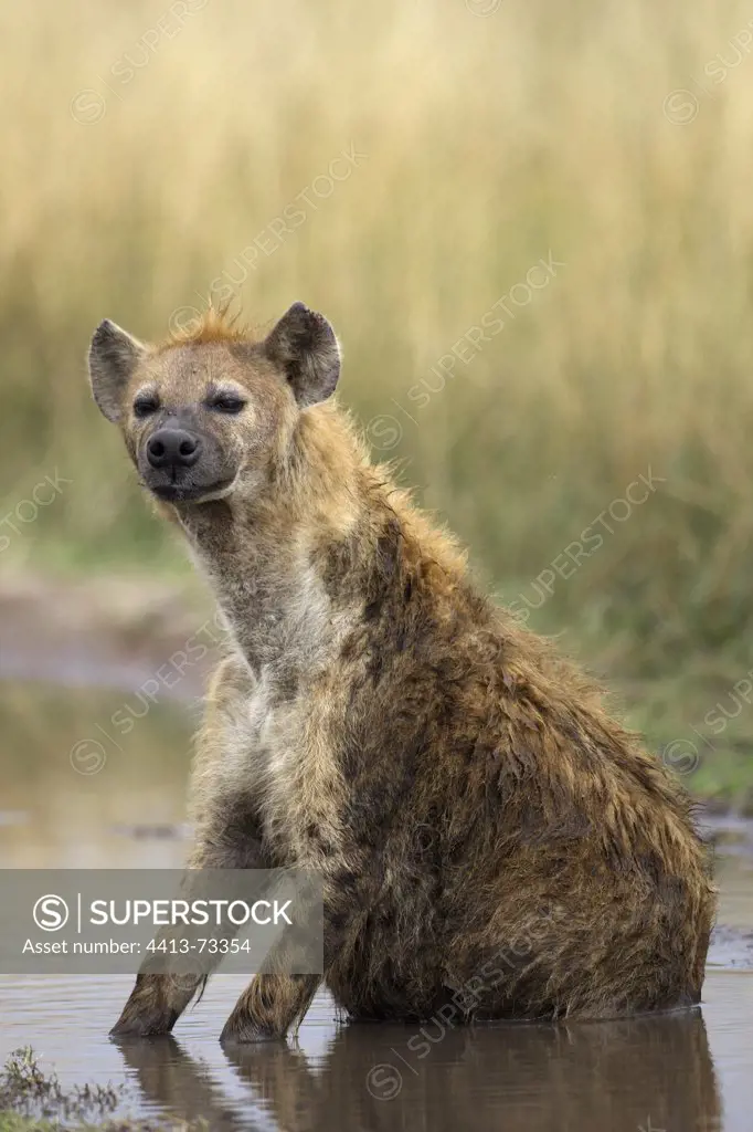 Spotted hyena in a water hole Masai Mara Kenya
