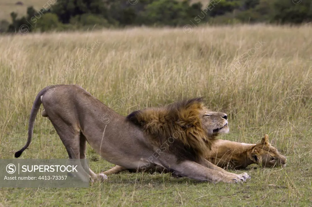 Lion coupling Masai Mara Kenya