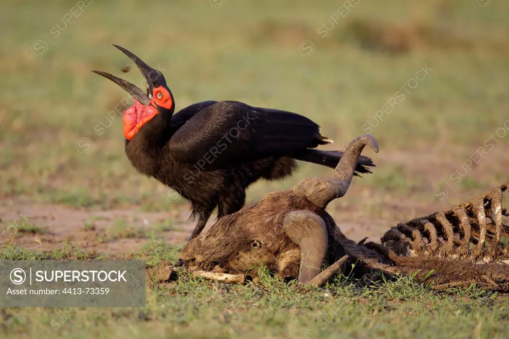 Southern Ground Hornbill and remains Masai Mara Kenya