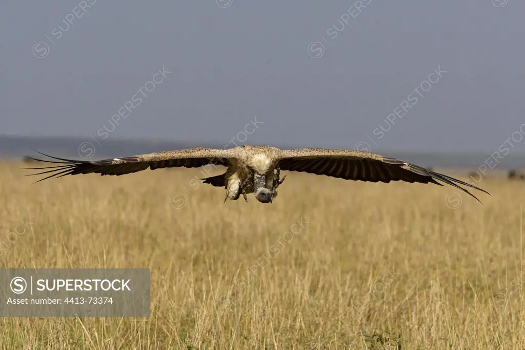 African White-backed Vulture in flight Masai Mara Kenya