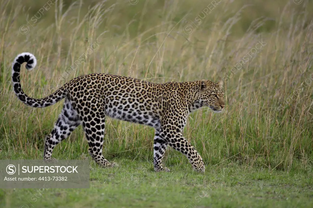 Leopard walking in savanna Masai Mara Kenya