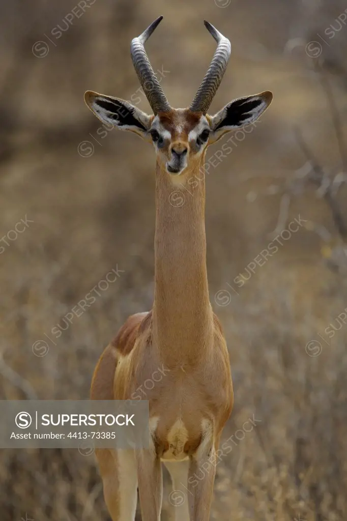 Portrait Gerenuk Samburu National Reserve Kenya