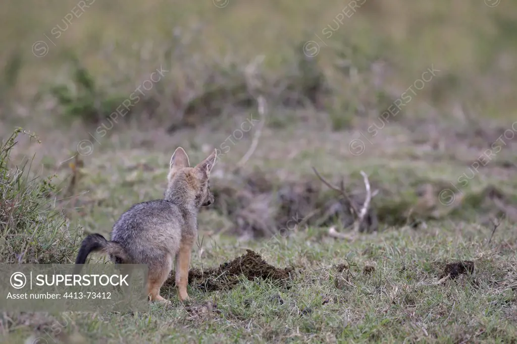 Young Black-backed Jackal Masai Mara Kenya