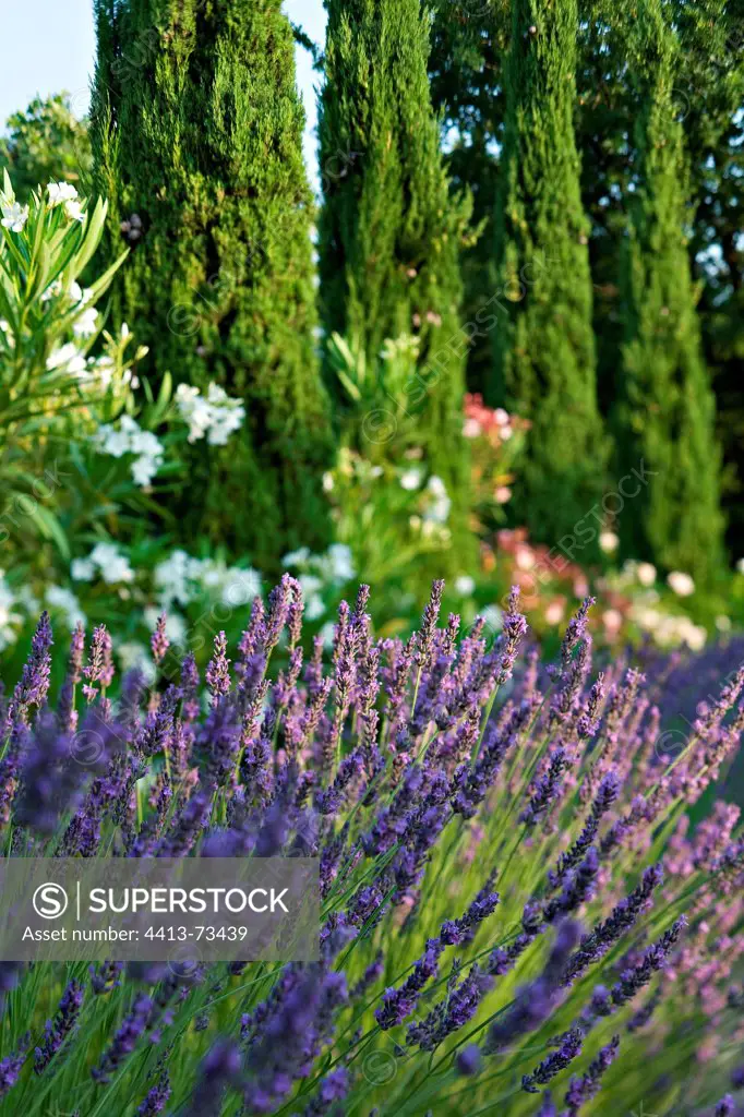 Fine lavender in a garden of Provence