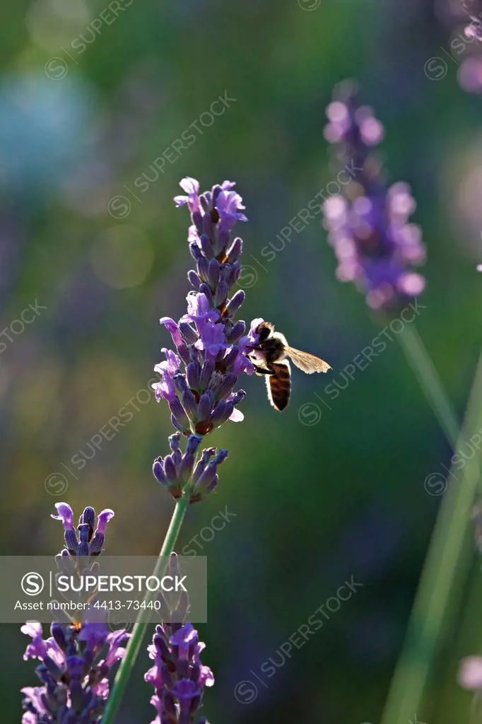 Bee gathering nectar of a fine lavender in a garden