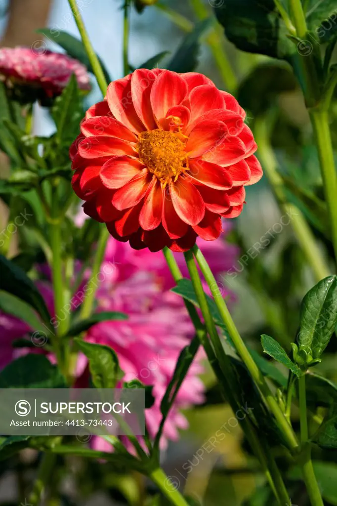 Dahlia in bloom in a garden of Provence France