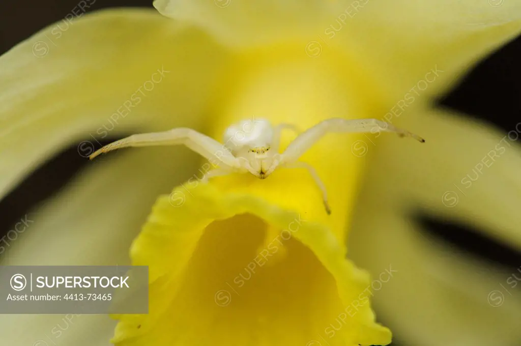 Crab spider awaiting for pollinator insect on daffodil Spain